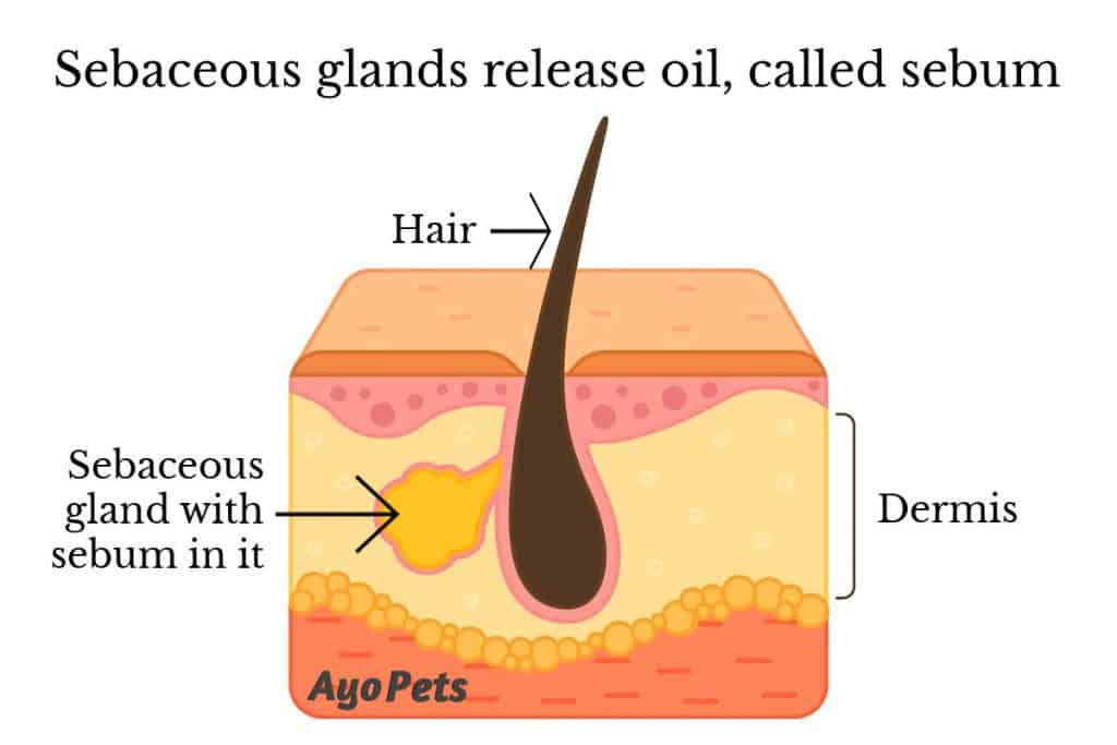 Illustration of a dog's skin showing the hair, hair follicle and sebaceous gland with sebum