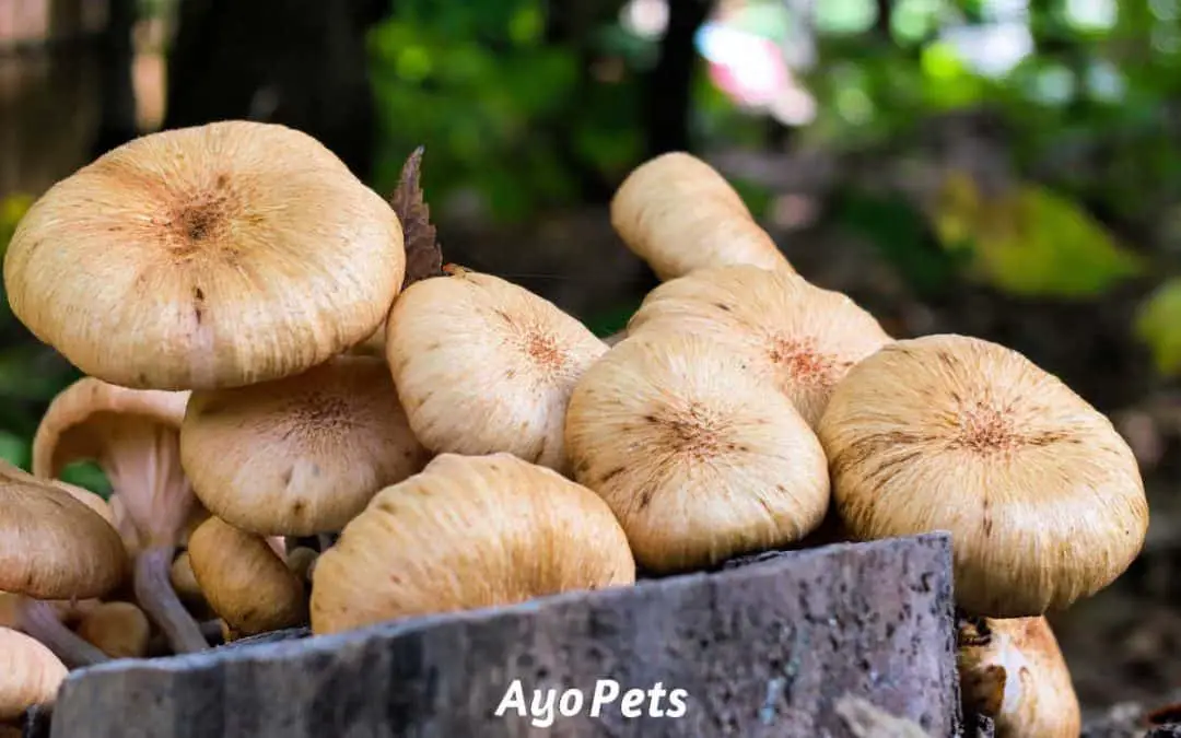 NO-GO: Vegetables that aren’t safe for dogs (you’ll be surprised!)
