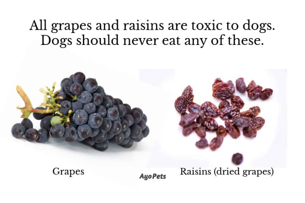 Photo of fresh grapes and dried raisins with the heading that dogs should never eat these