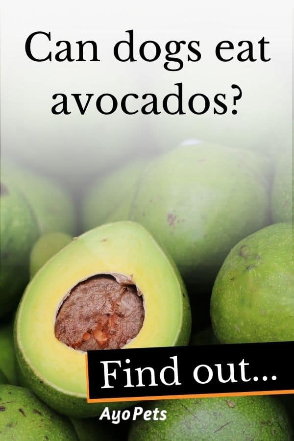 Fruits Dogs Cannot Eat And Why Ayo Pets