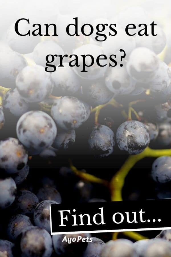 Fruits Dogs Cannot Eat And Why Ayo Pets