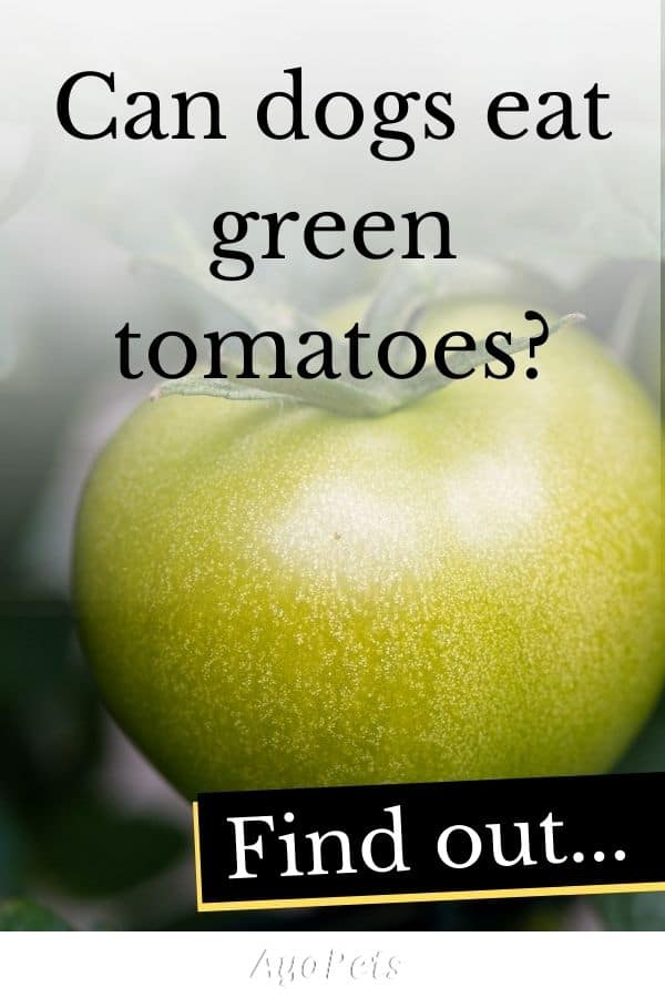 Fruits Dogs Cannot Eat And Why Ayo Pets