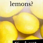 Photo of lemons and the question 'can dogs eat lemons?'