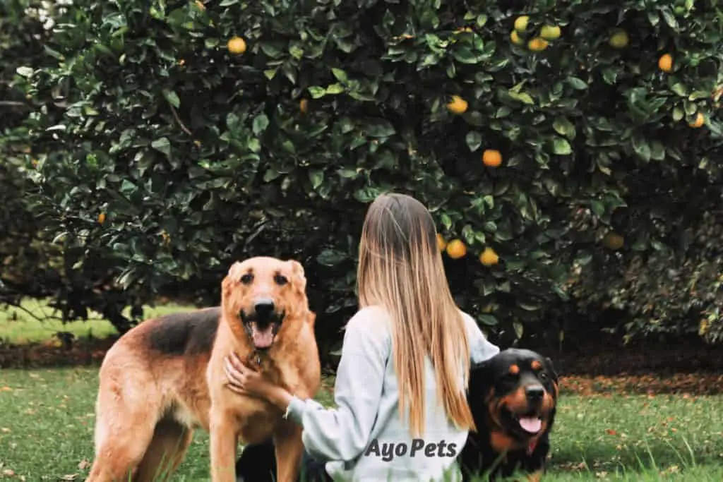 Photo of young woman with two dogs sitting under a citrus tree