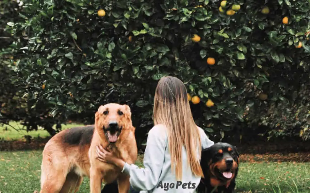Fruits Dogs Cannot Eat And Why