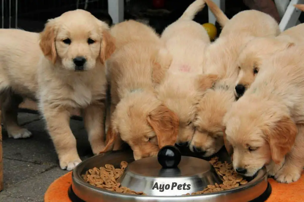 how-long-should-a-puppy-stay-on-puppy-food-ayo-pets