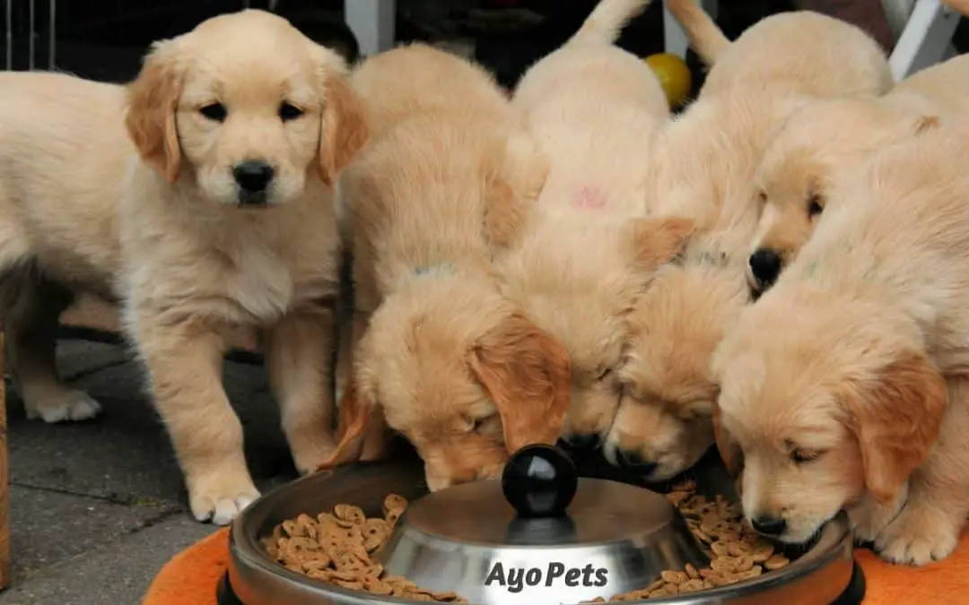 How Long Should A Puppy Stay On Puppy Food?