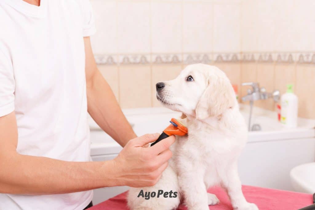 how to brush a labrador