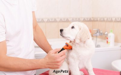 How Often Should You Brush Your Dog?