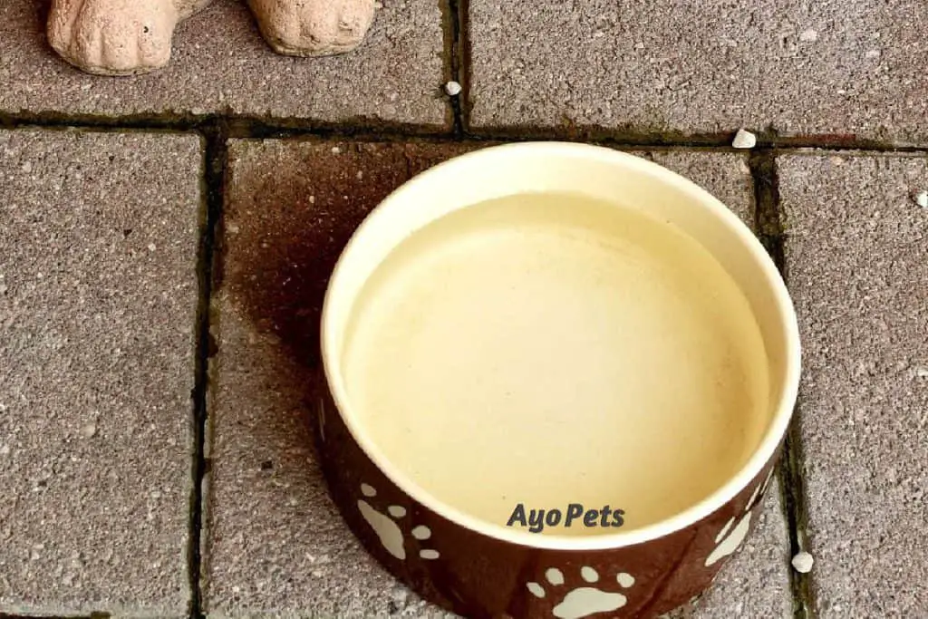 Photo of dog's water bowl with water in it