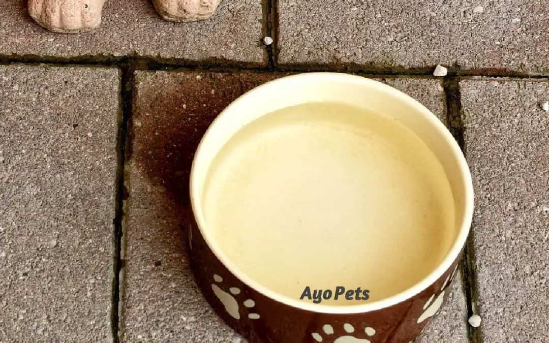 How To Keep Mold Out Of A Dog’s Water Bowl: 3 Simple Steps To Follow