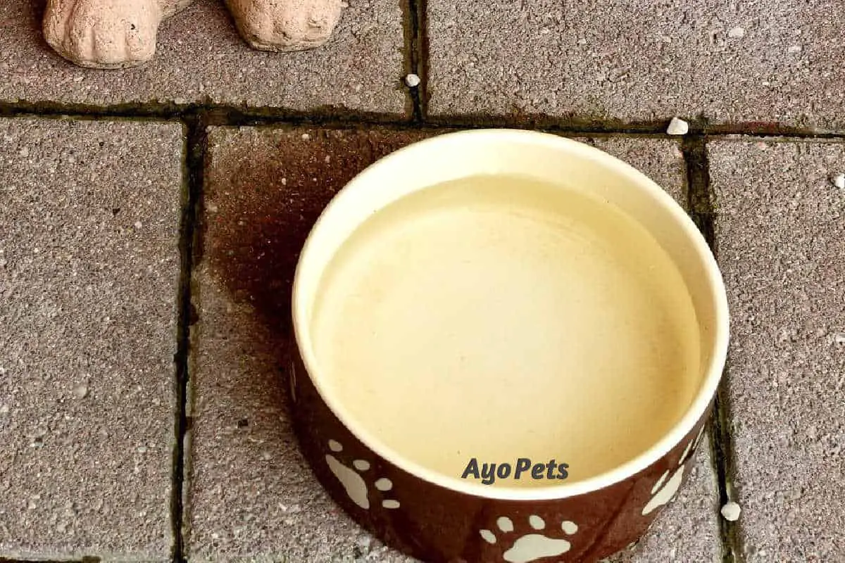 How To Keep Mold Out Of A Dog’s Water Bowl 3 Simple Steps To Follow