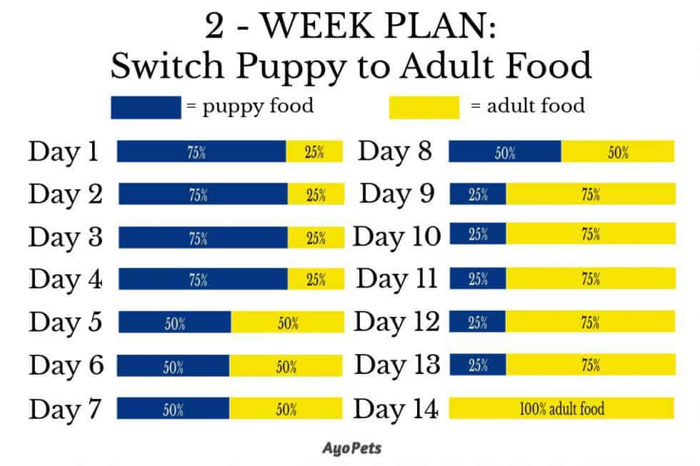 How to Switch a Puppy to Dog Food Easy 1Week Plan To Follow Ayo Pets