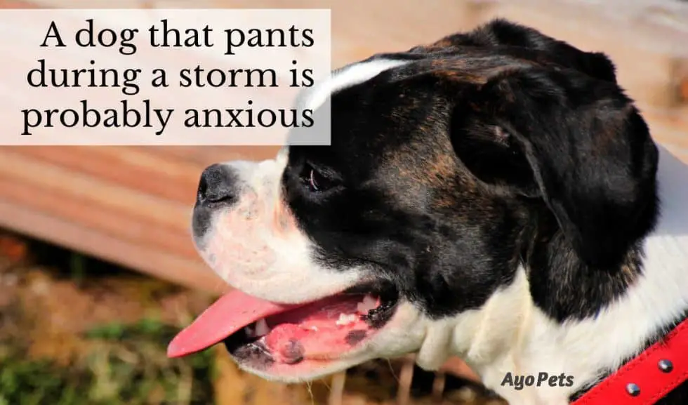 How To Calm A Dog Down During A Storm What You Need To Know & Do Ayo