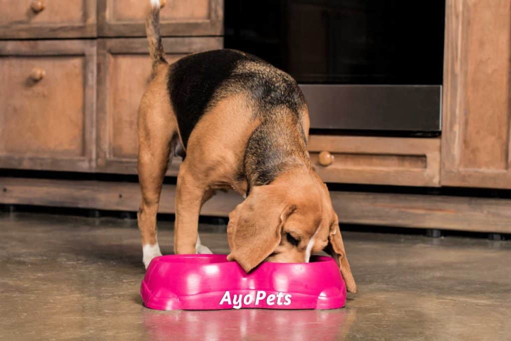Photo of a dog eating out of a plastic dog bowl