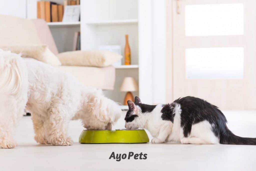 Photo of a dog and cat drinking from the same bowl