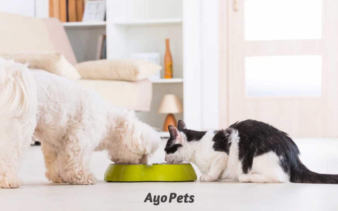 Can a Dog and Cat  Share a Water Bowl? Find Out If It’s A Good Idea