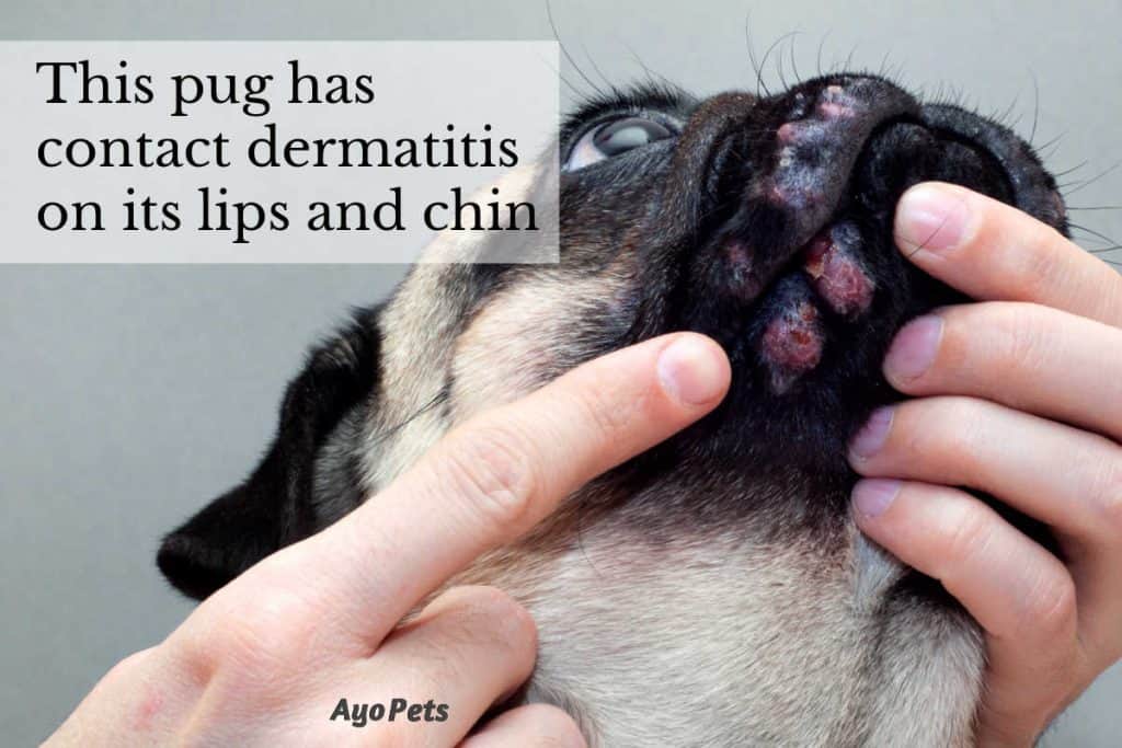 Closeup photo of a pug's mouth with red sores from contact dermatitis