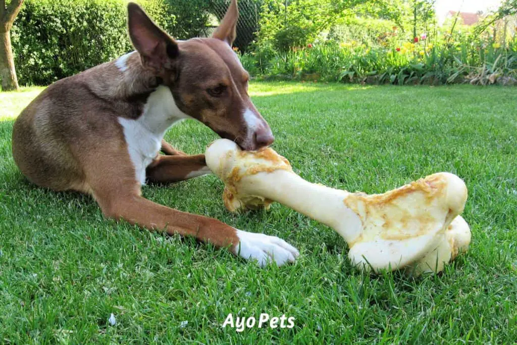 Photo of a dog chewing on a big bone