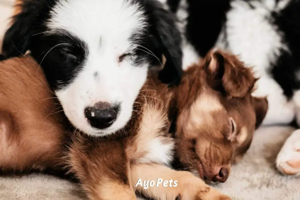 Photo of two puppies sleeping