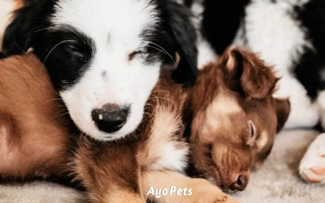 Do Puppies Sleep a Lot? What You Need To Know & Watch Out For