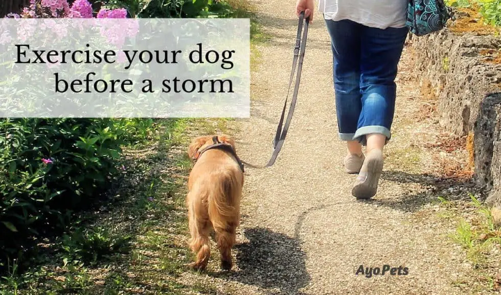 How To Calm A Dog Down During A Storm: What You Need To Know & Do | Ayo