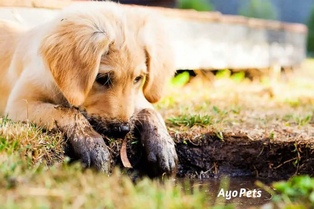 Photo of a muddy puppy