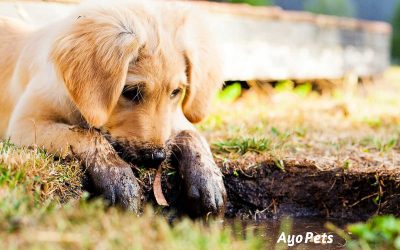 How Often You Should Bathe A Puppy (And How Old Puppy Needs To Be)