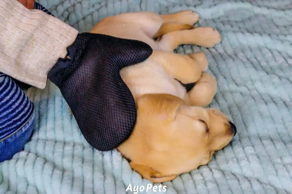 How Often Should You Brush Your Puppy Complete Guide With Ages Ayo Pets