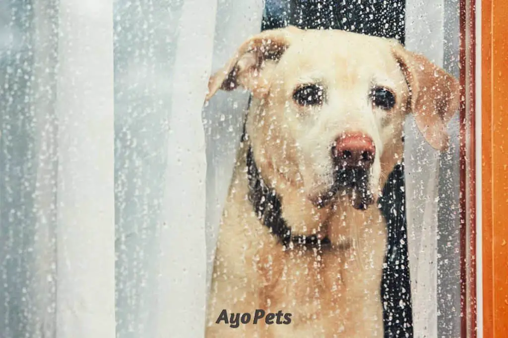 Photo of dog starting out window when it's raining