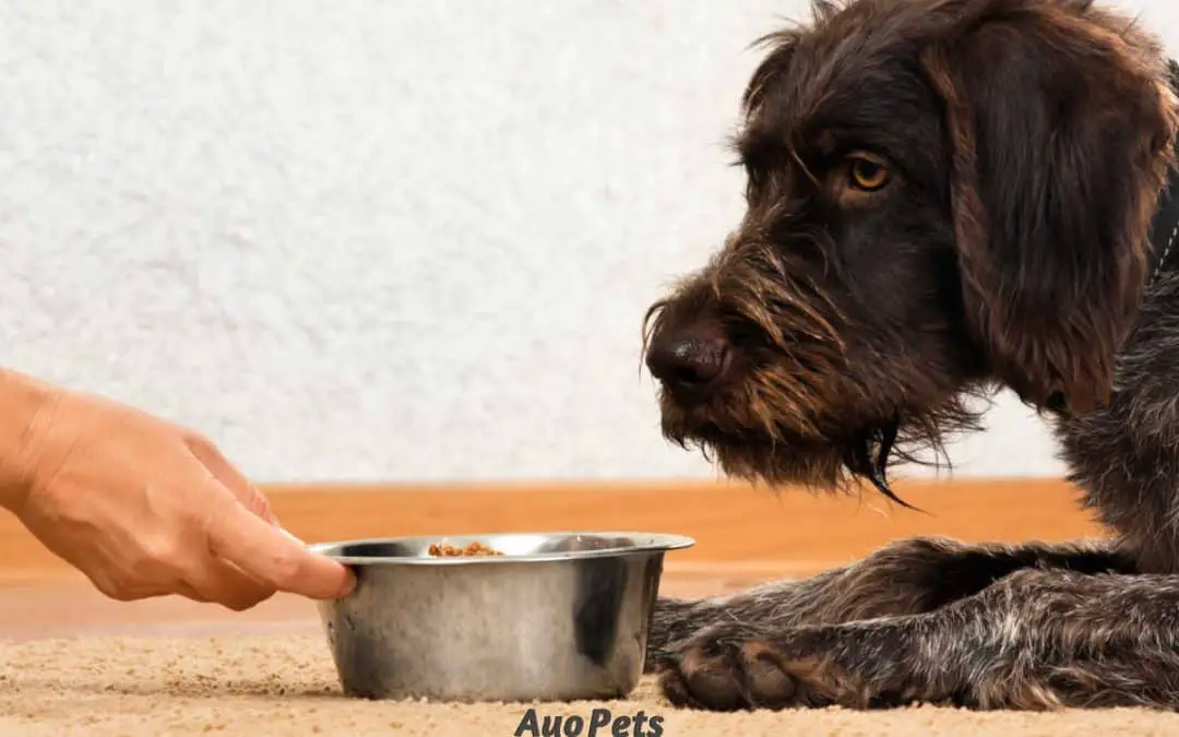 How to Switch a Puppy to Dog Food: Easy 1-Week Plan To Follow
