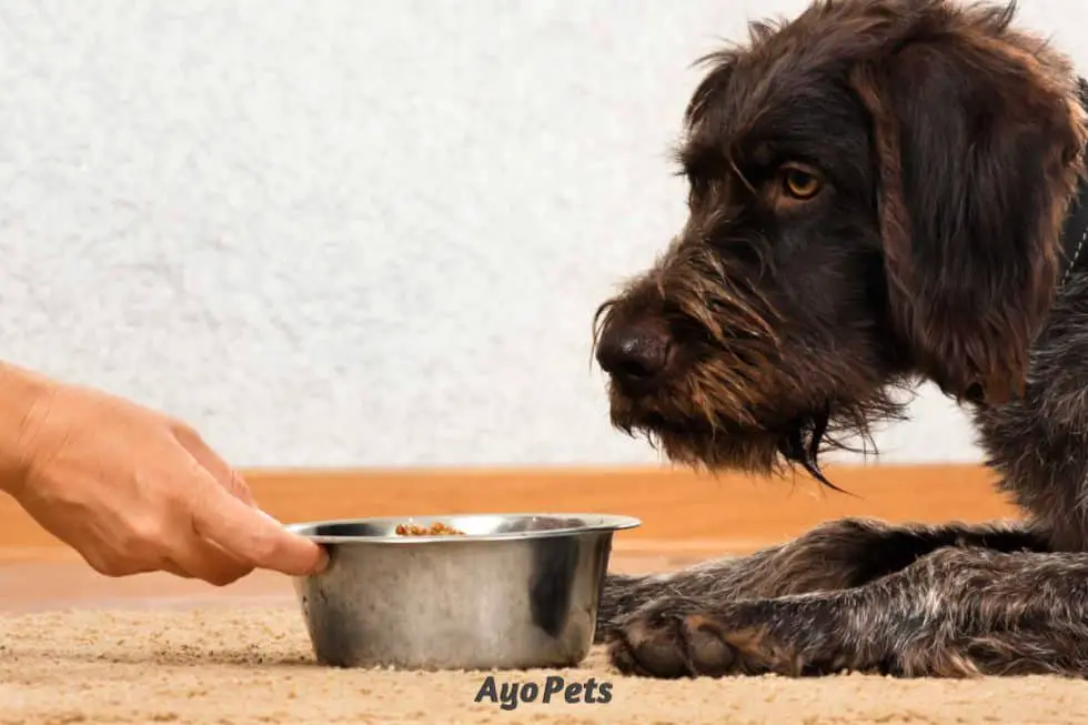 How to Switch a Puppy to Dog Food Easy 1Week Plan To Follow Ayo Pets