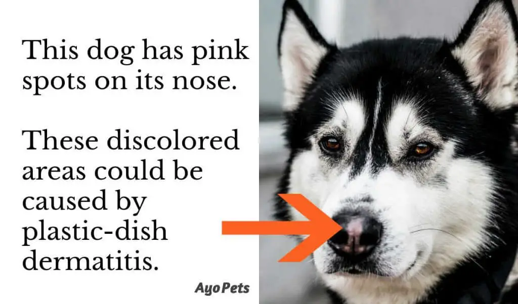 Closeup photo of a dog's nose with pink discolored areas on it