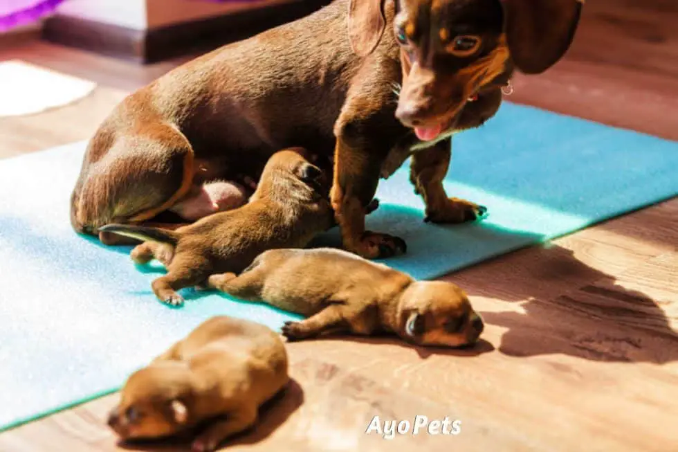 Soaking Dog Kibble 10 Excellent Reasons Why You Should Do It Ayo Pets