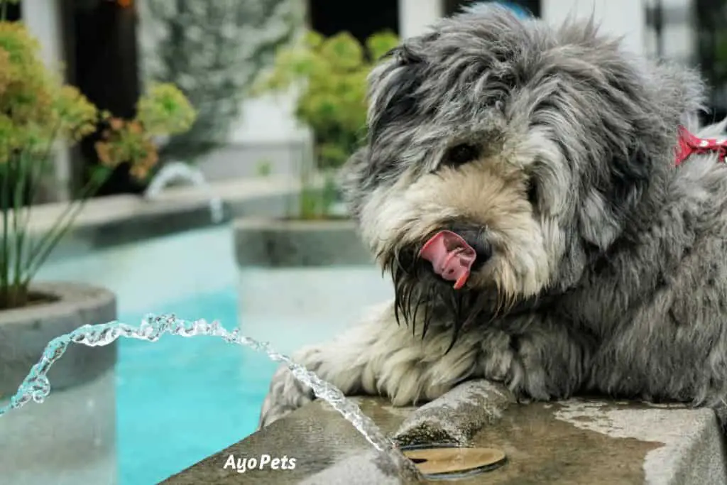 Photo of a dog drinking water from a fountain