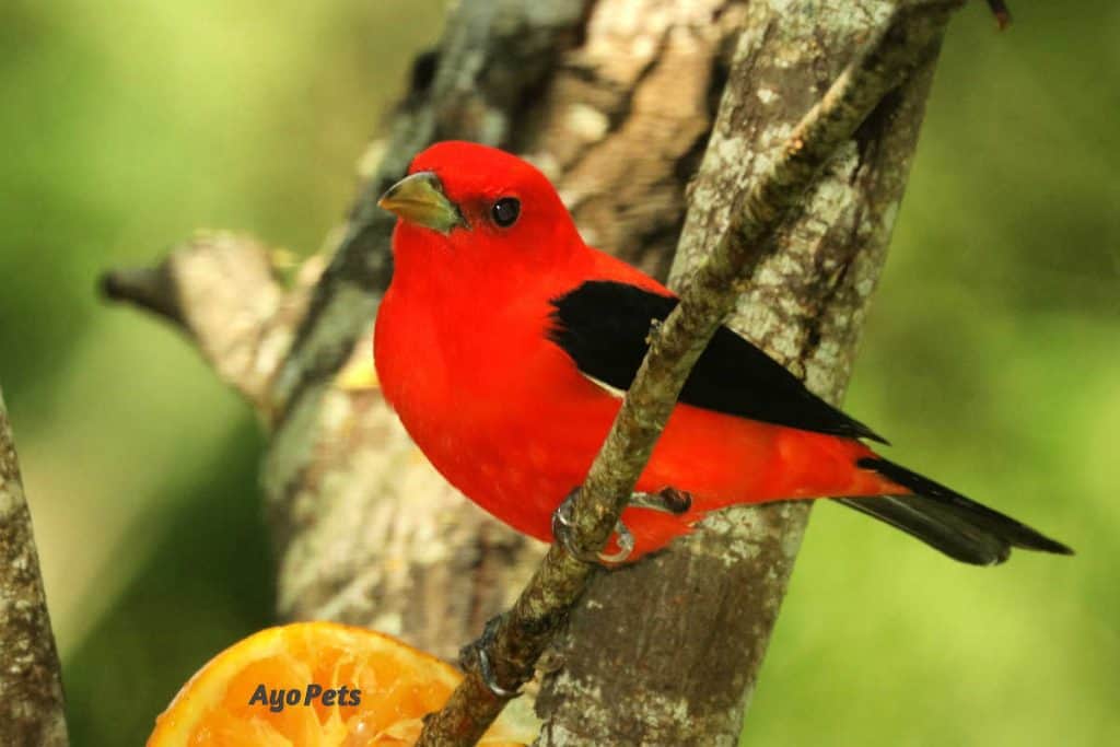 Photo of a red talanger that eats bees