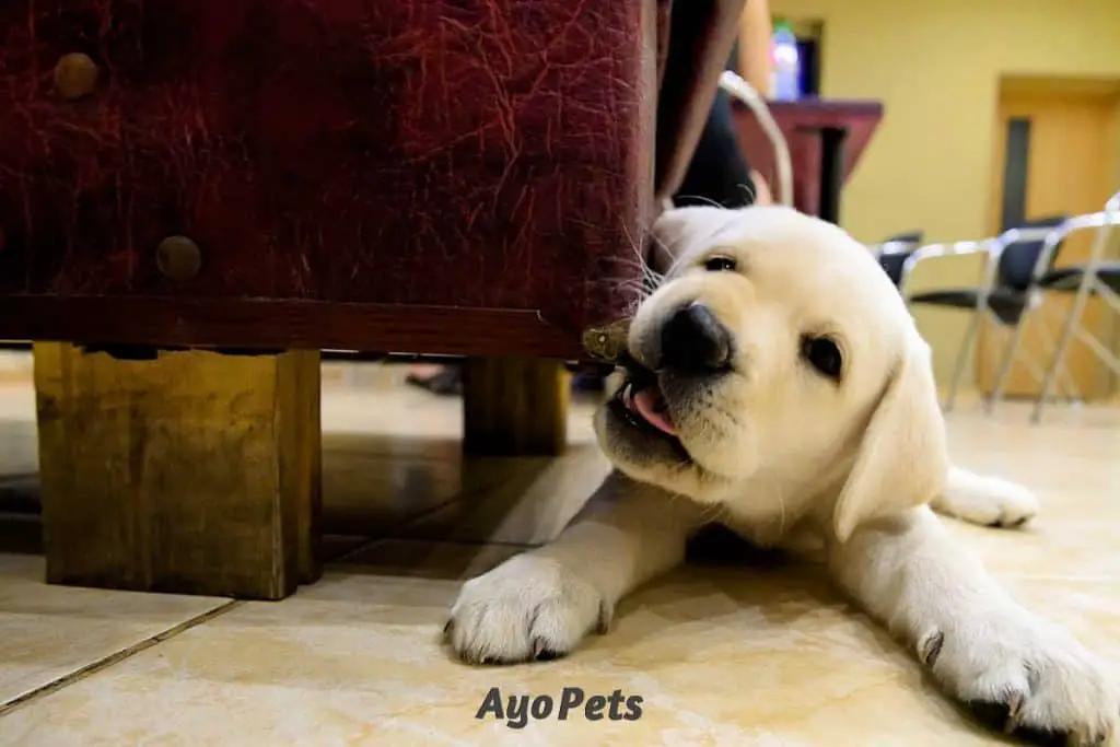 Photo of Labrador puppy biting a sofa