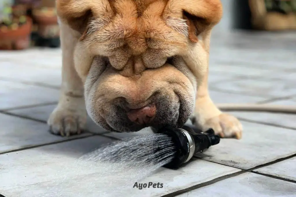 Photo of a dog drinking water from a hose