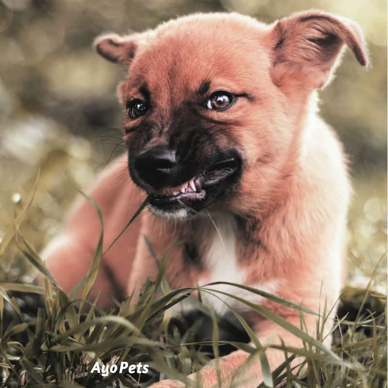 Photo of a puppy growling and showing its teeth