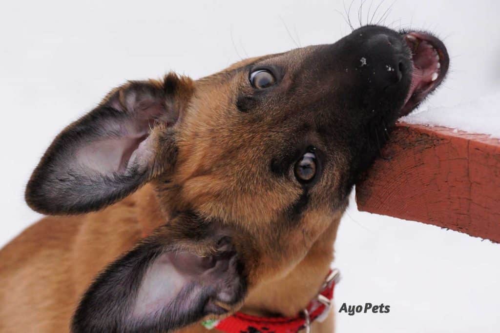 Photo of puppy eating a piece of wood