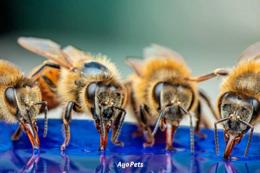 Photo of bees drinking water out of dog bowl