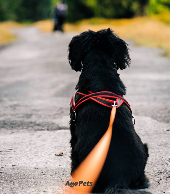 Photo of puppy on a leash