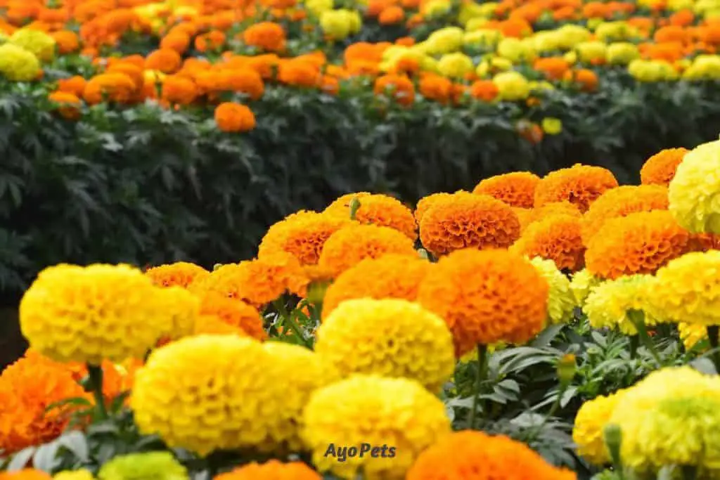 Photo of marigolds