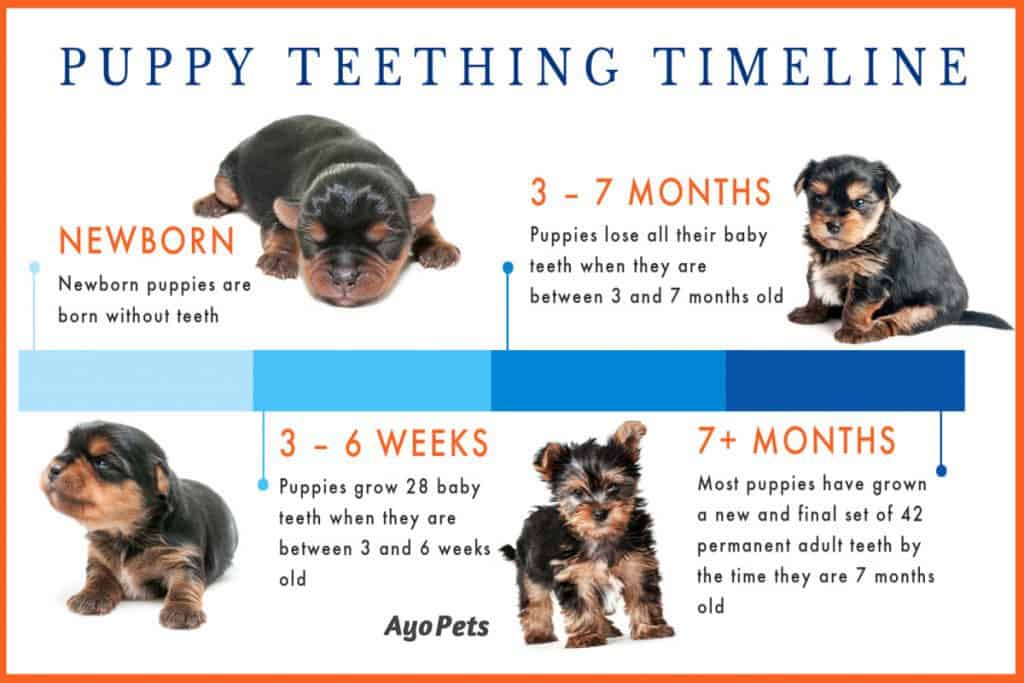 Infographic showing the puppy teething timeline