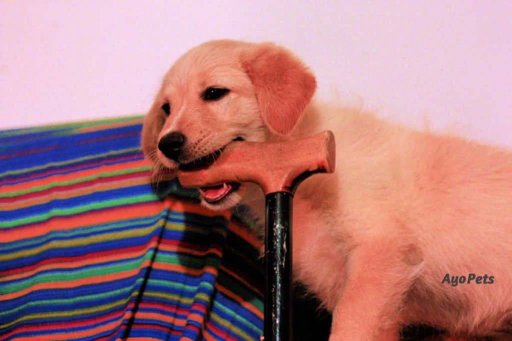 Photo of a labrador puppy eating a wooden cane