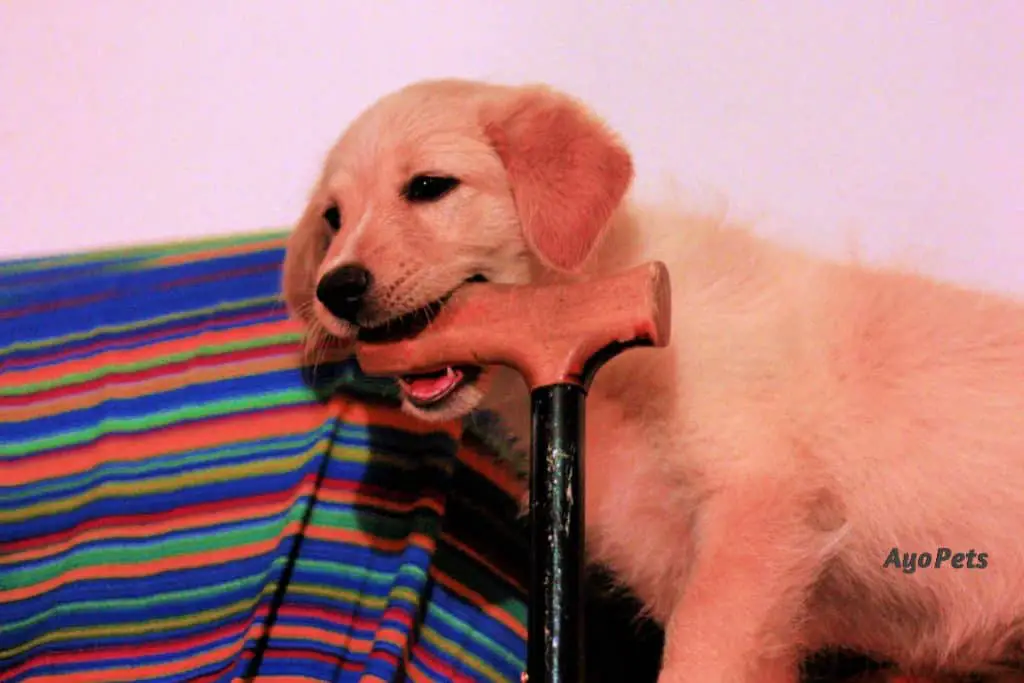 Photo of a labrador puppy eating a wooden cane