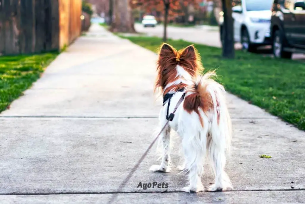 Photo of a dog on a leash