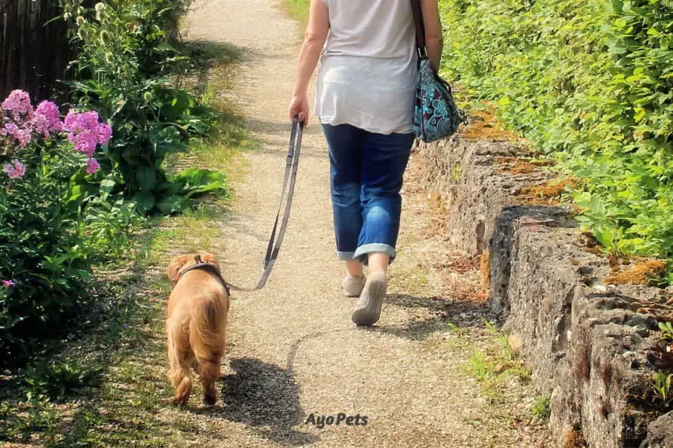 Should You Feed Your Dog Before Or After A Walk? The Real Risks Ayo Pets