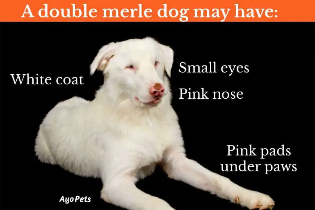 Photo of a double merle with labels on physical traits to look for