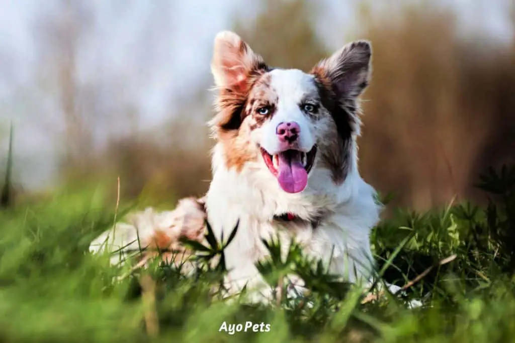 Photo of a double merle border collie sitting on the grass